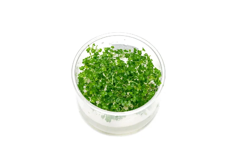 Hydrocotyle Tripartita Mini UNS Tissue Culture